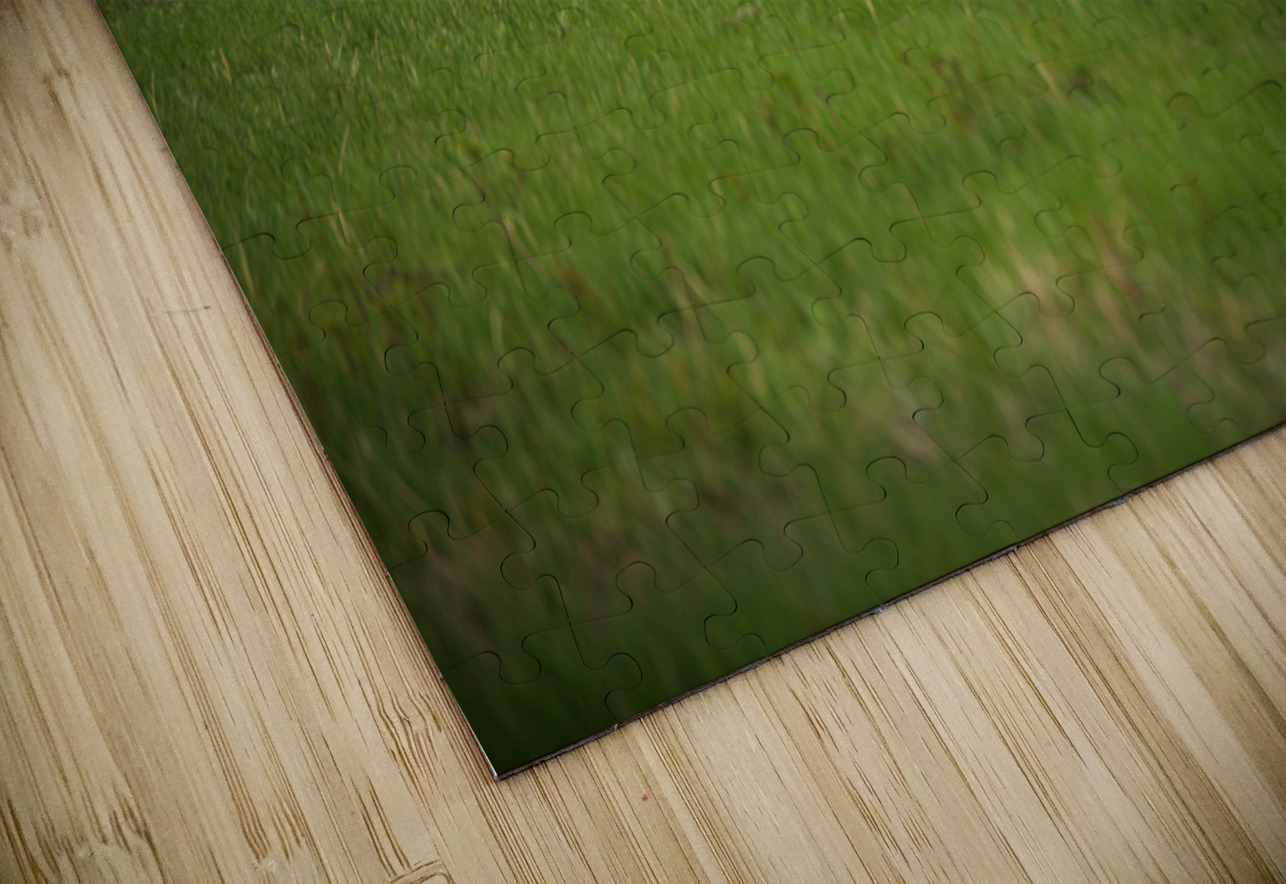 Boundless Horizons: A Pronghorns Journey through Custers Wildlife Loop Dream World Images Puzzle