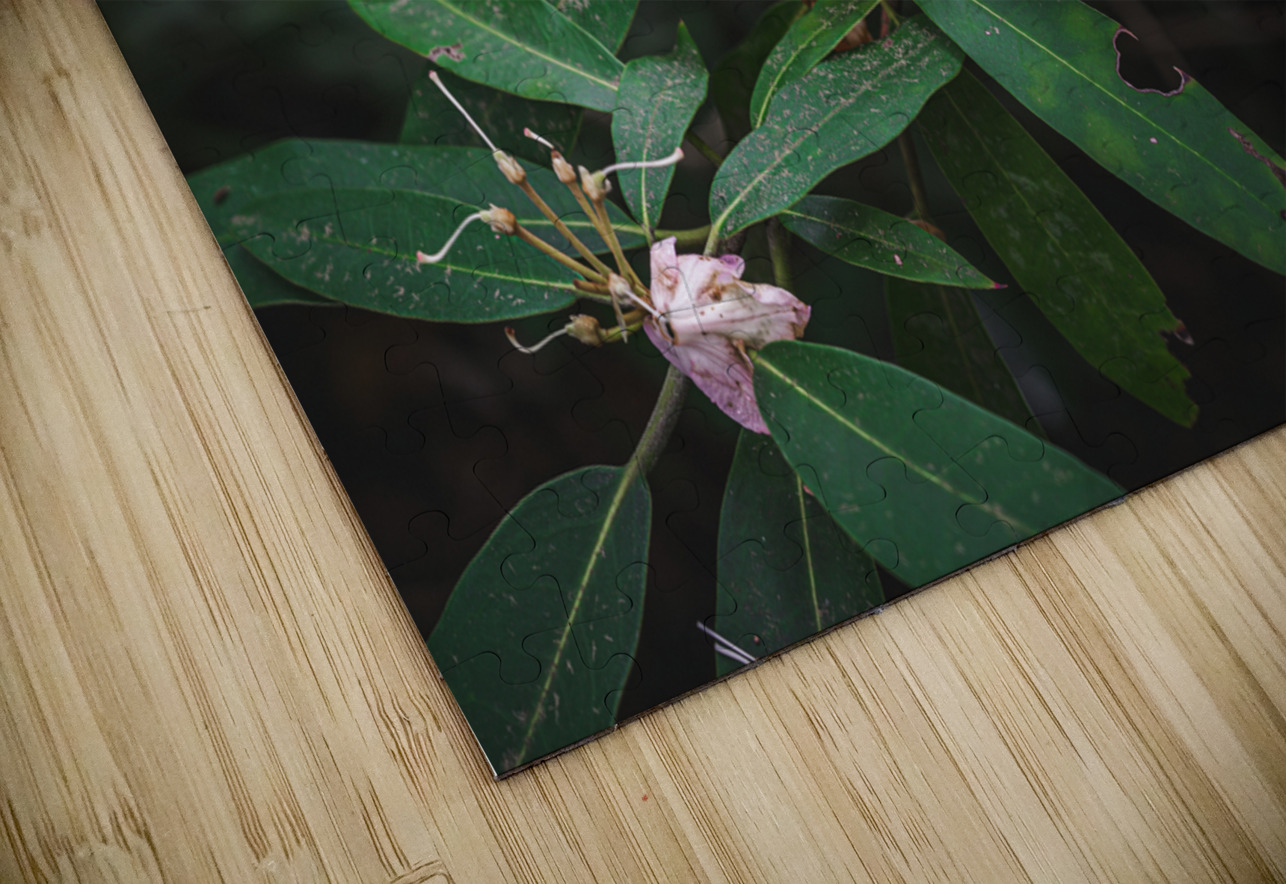 Rhodie - 2 Dream World Images Puzzle