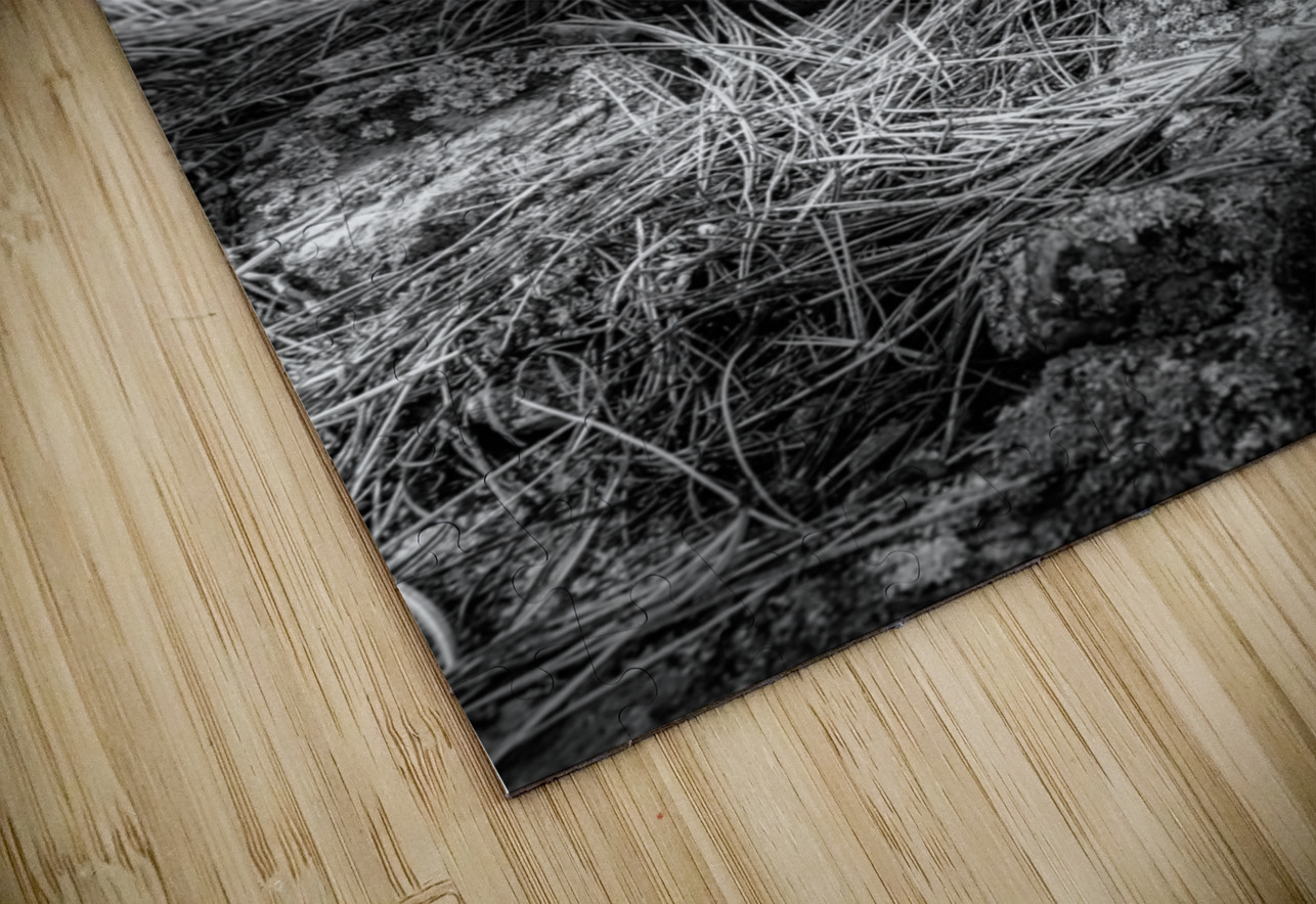 Exploring Sylvan Lake: A Baby Pine Dream World Images Puzzle