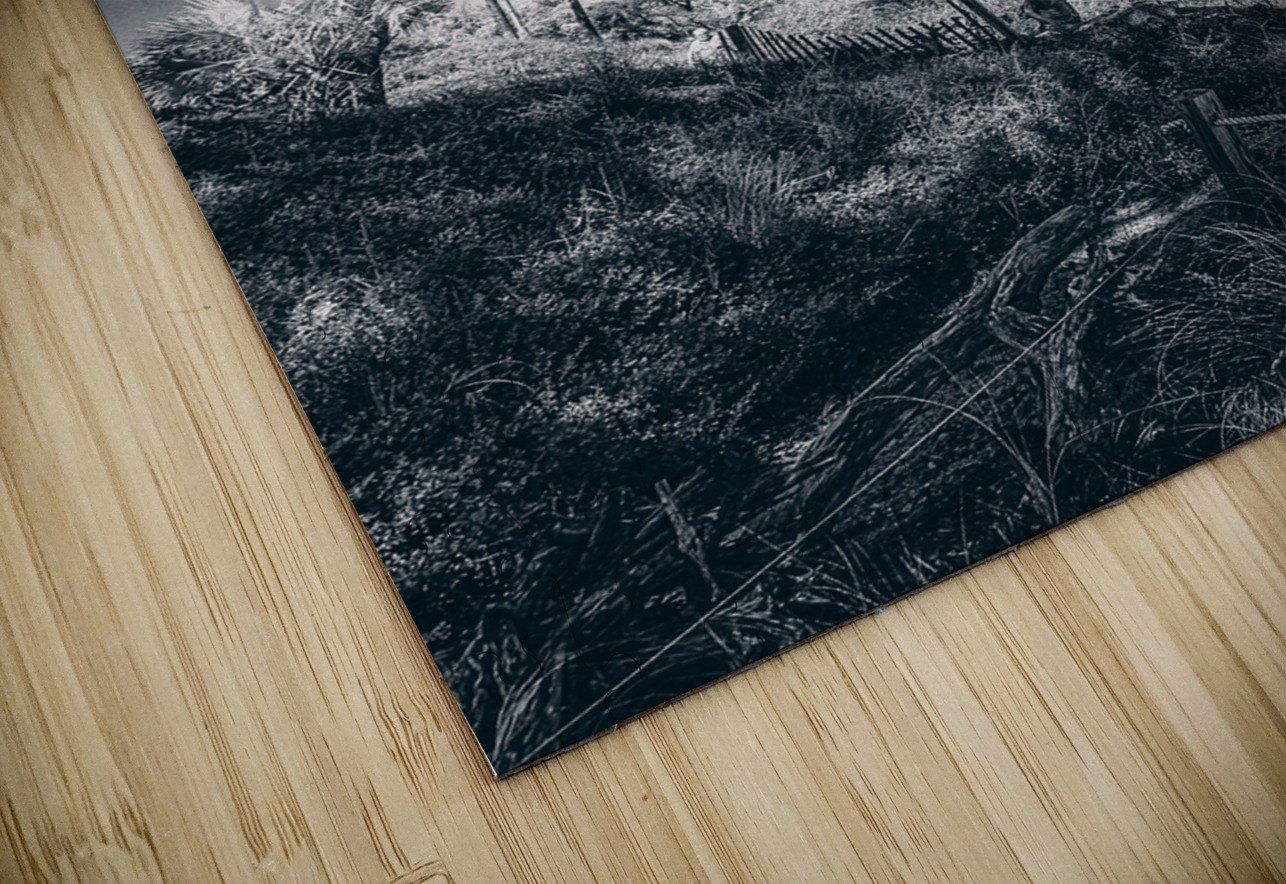 Black Bonsai:  A Botanical Marvel Unveiled on Driftwood Beach Dream World Images Puzzle