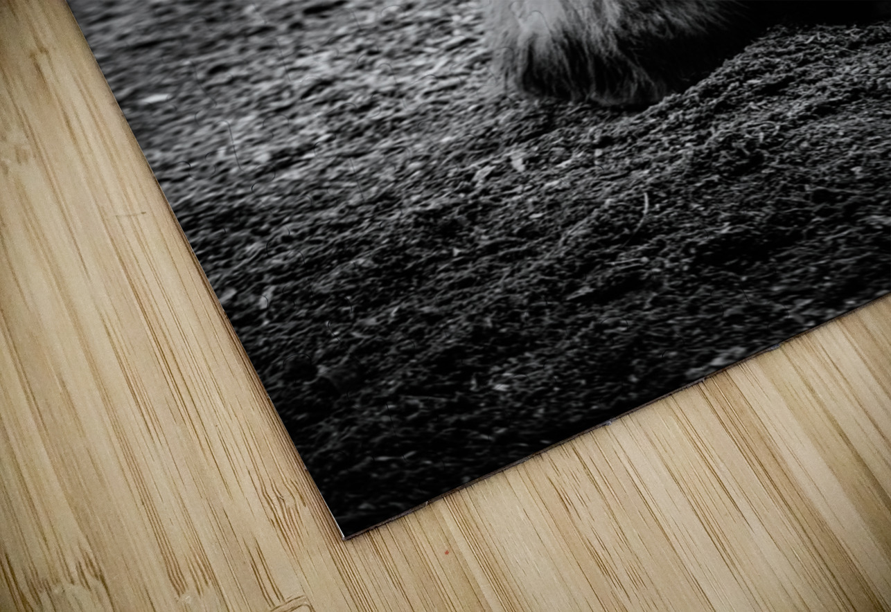 Hoofed Elegance: Exploring the Intricate Details of a Florida Horse Dream World Images Puzzle