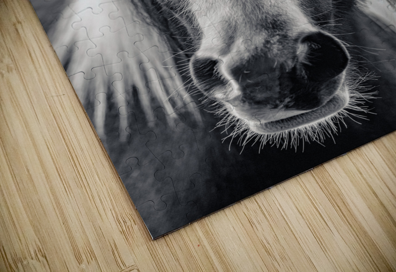 Curious Gaze: A Captivating Encounter with a Silent Horse  Dream World Images Puzzle