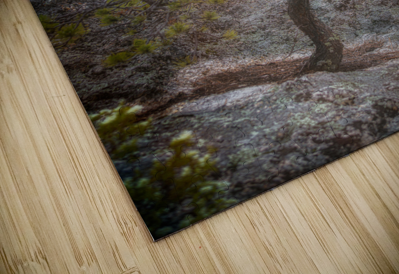 Solitary Pine on Granite: A Snapshot of Sylvan Lakes Tranquility Dream World Images Puzzle