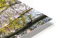 Discovering Hidden Beauty: Aspen Grove Behind the Lake HD Metal print