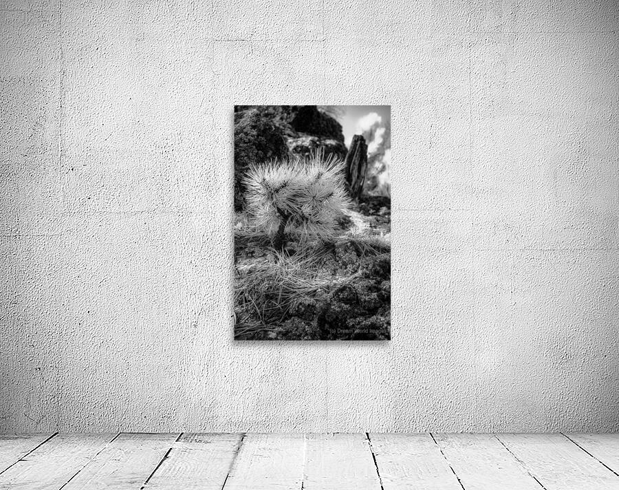 Exploring Sylvan Lake: A Baby Pine Wall Preview