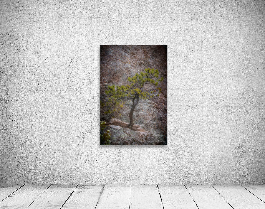 Solitary Pine on Granite: A Snapshot of Sylvan Lakes Tranquilit Wall Preview