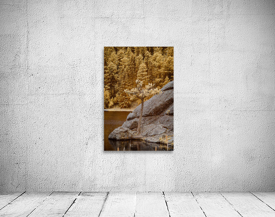 Pine Serenity: An Glimpse of Sylvan Lakes Tranquility Wall Preview