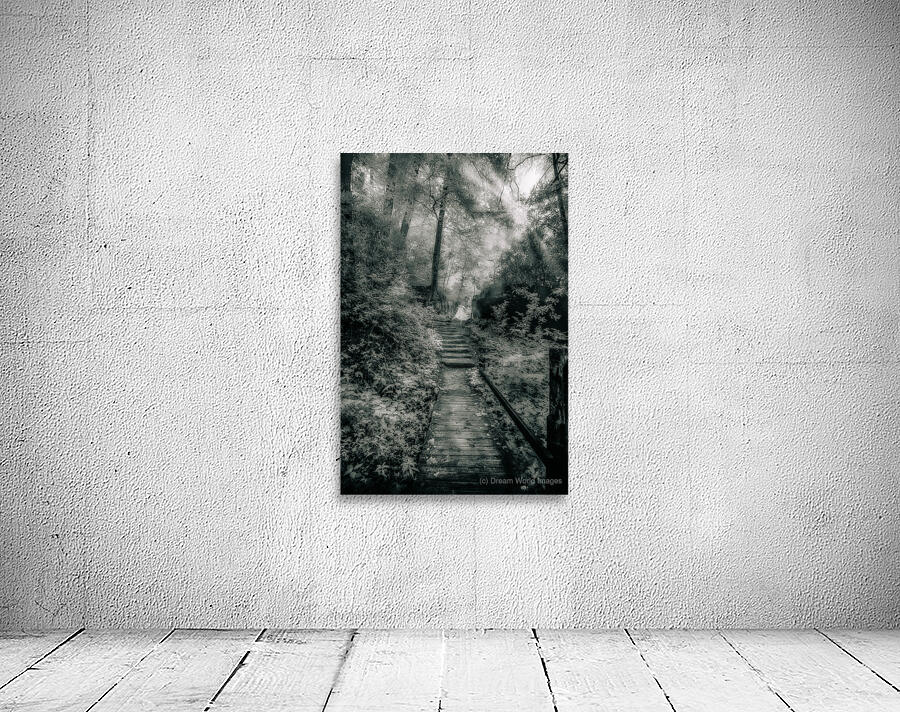 Enchanted Path: A Rain Kissed Journey in Natural Bridge State Wall Preview