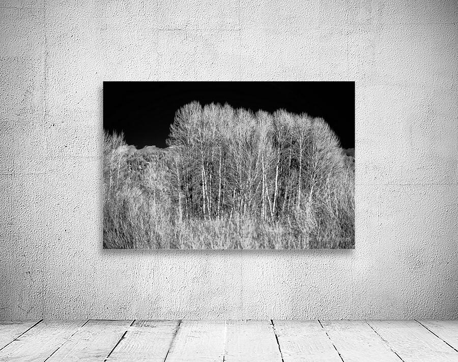 Winters Light Dancers Wall Preview