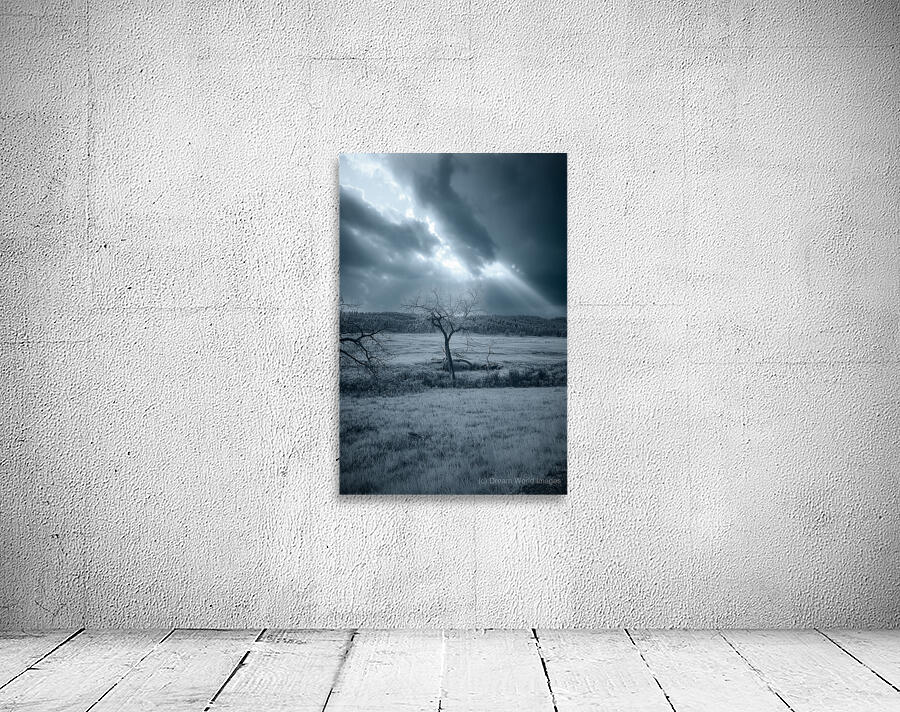 Solace in Solitude: A Blue Lighted Tree in Infrared Wall Preview