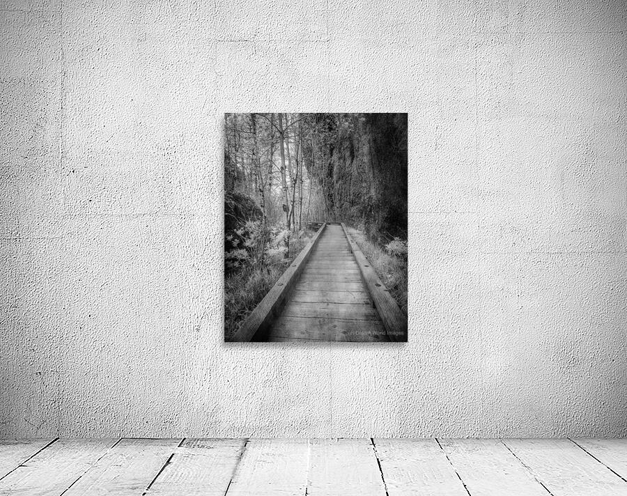 Mystical Journey: Sylvan Lake Wooden Trail in Infrared Wall Preview