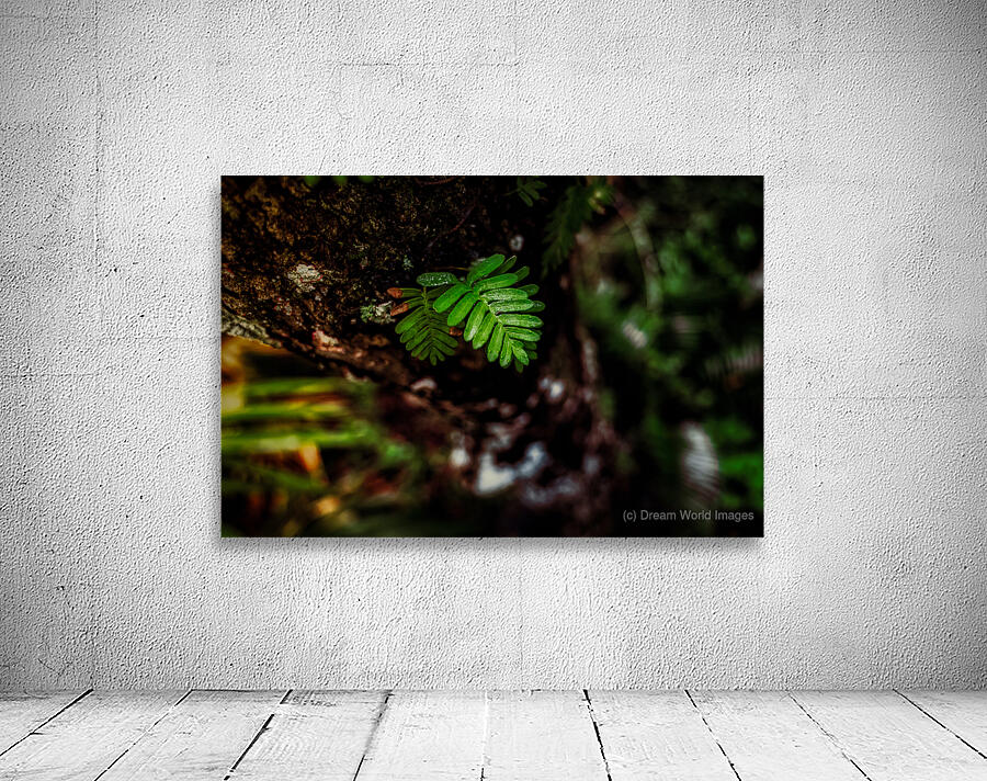 Solitary Spirit: Fern’s Embrace Wall Preview