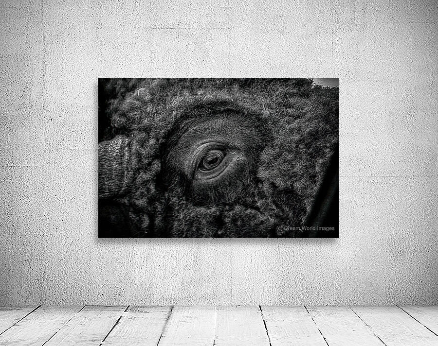 Soulful Gaze of the Bison Wall Preview
