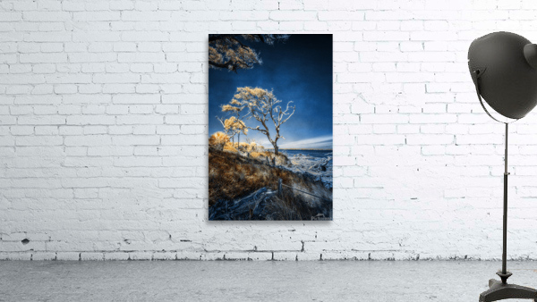 Blue Bonsai: A Botanical Marvel Unveiled on Driftwood Beach Wall Preview