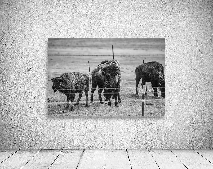 Wild Essence Captured Wall Preview