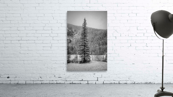 Lone Snowy Pine Wall Preview
