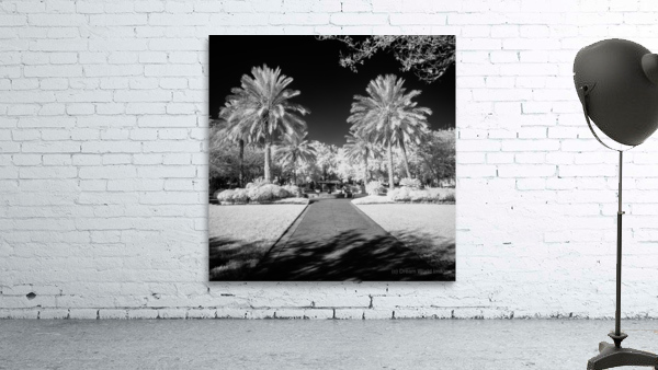 Monochrome Serenity: Palm Tree Harmony in Saint Marys Georgia Park Wall Preview
