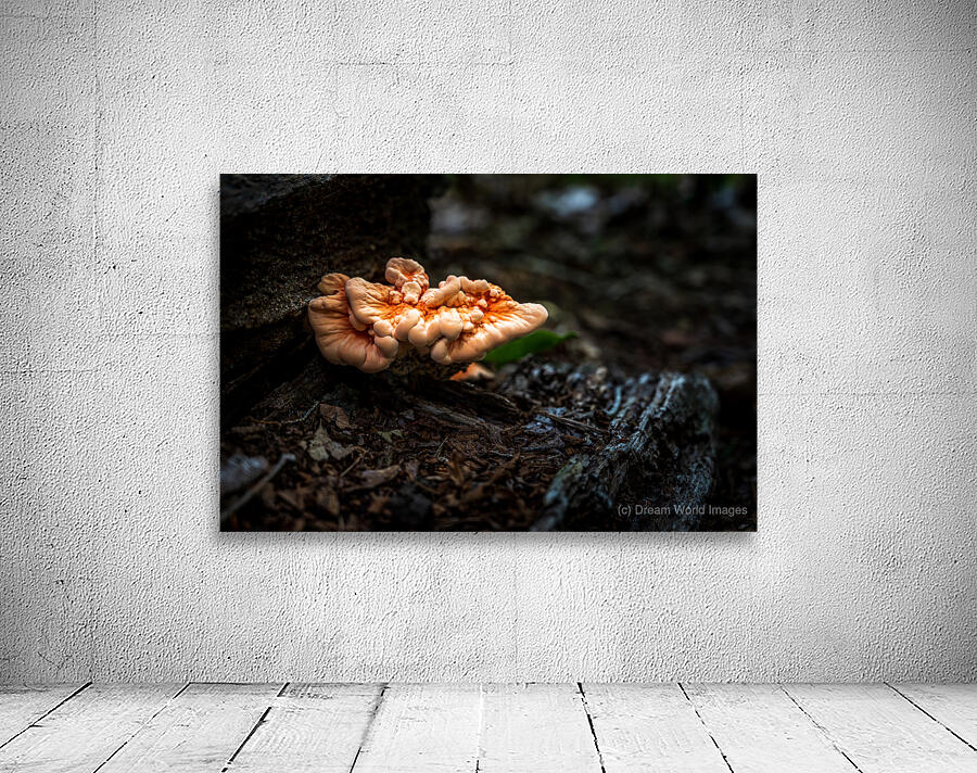 Delaware Fungi: A Lighted Shroom in the Mystical Forest Wall Preview