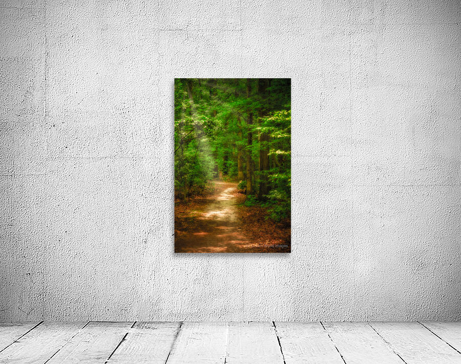 Solitary Trails: Rays on a Path at Killens Pond State Park Wall Preview