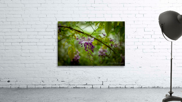 Purple Flowers Hanging Down by Dream World Images