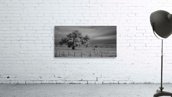 Lone Tree in Saint Bernards-1 Wall Preview