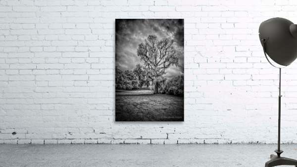 Spanish Moss Soliloquy Wall Preview