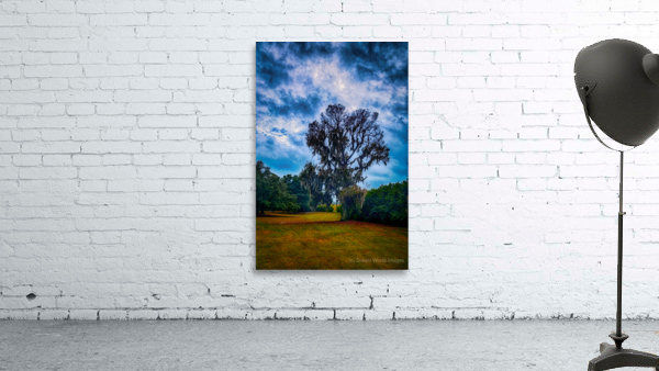 Southern Oak Storm Dance Wall Preview