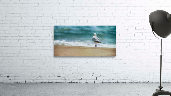 A Walk on the Beach: Capturing Serenity with a Seagull on Virginia Beach by Dream World Images