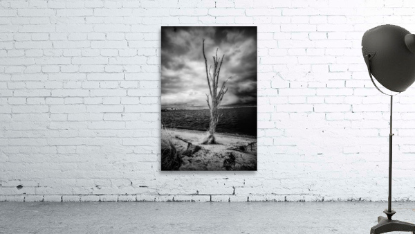 Riverside Resilience: Patuxent Rivers Weathered Tree in Black and White Infrare Wall Preview