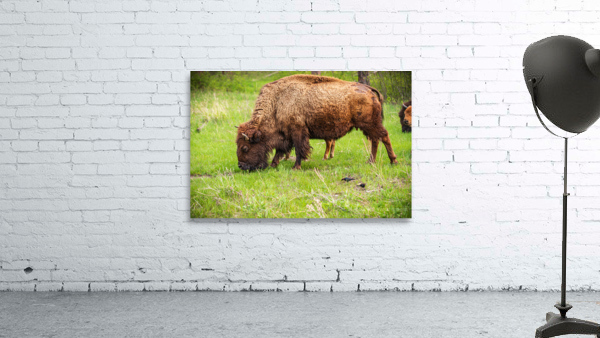 Bison Tales: Prairie Presence Wall Preview