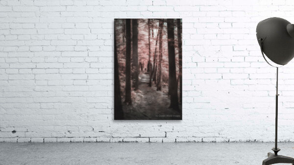 Pink Path -1 Wall Preview