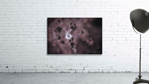 Whispers of Nature: Capturing the Essence of Dandelion Seeds by Dream World Images