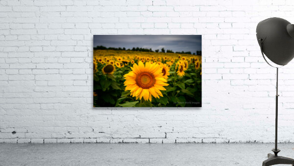 Single Sunflower by Dream World Images