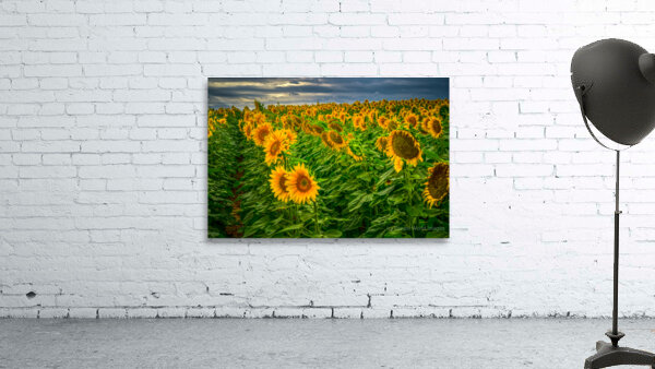 Sad Sunflower Row by Dream World Images