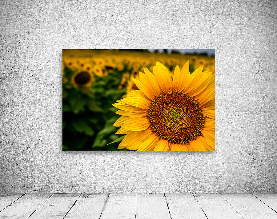 Corner Sunflower: A Radiant Touch of Natures Beauty by Dream World Images