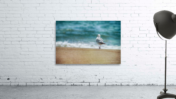 A Walk on the Beach: Capturing Serenity with a Seagull on Virginia Beach by Dream World Images