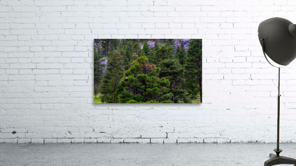 Old Baldy Wall Preview