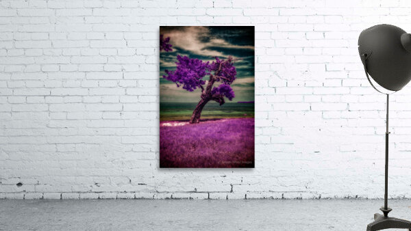 Purple Beach Tree: A Tranquil Portrait of Sunshine Keys Coastal Charm by Dream World Images