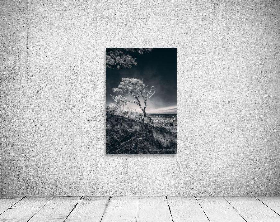 Black Bonsai:  A Botanical Marvel Unveiled on Driftwood Beach Wall Preview