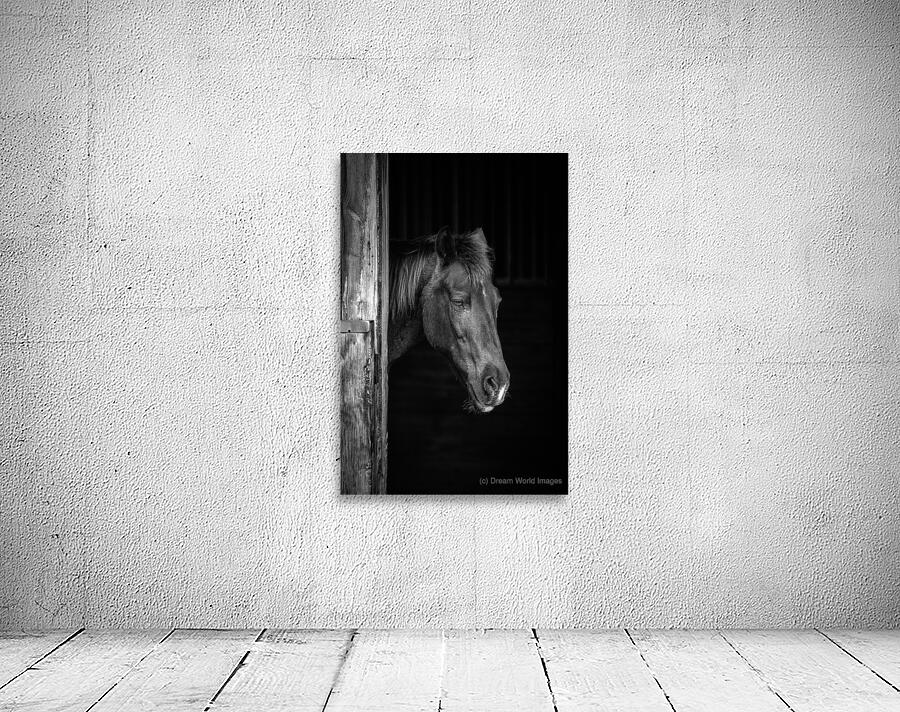  Whispers of Equine Solitude: A Sojourn into Floridas Horse Far by Dream World Images