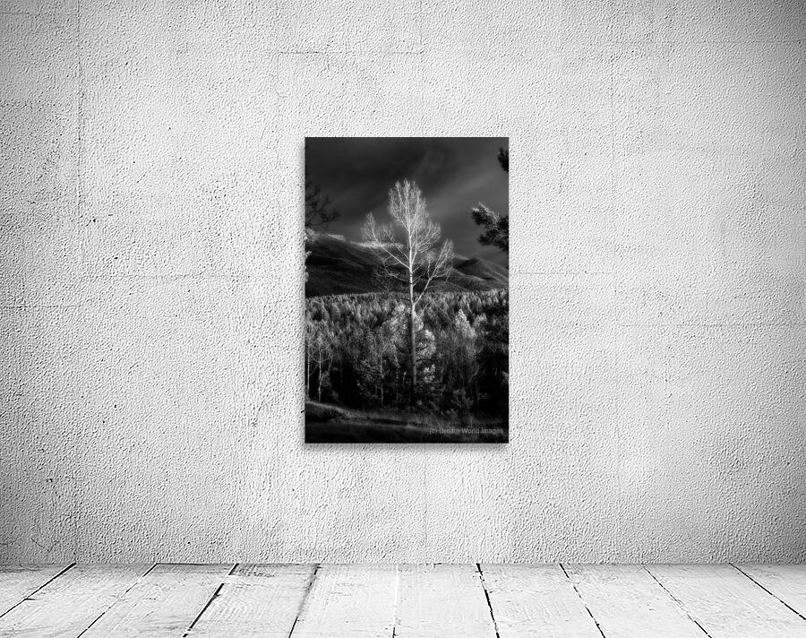 Mueller Aspen Series: Aspen Bliss Wall Preview