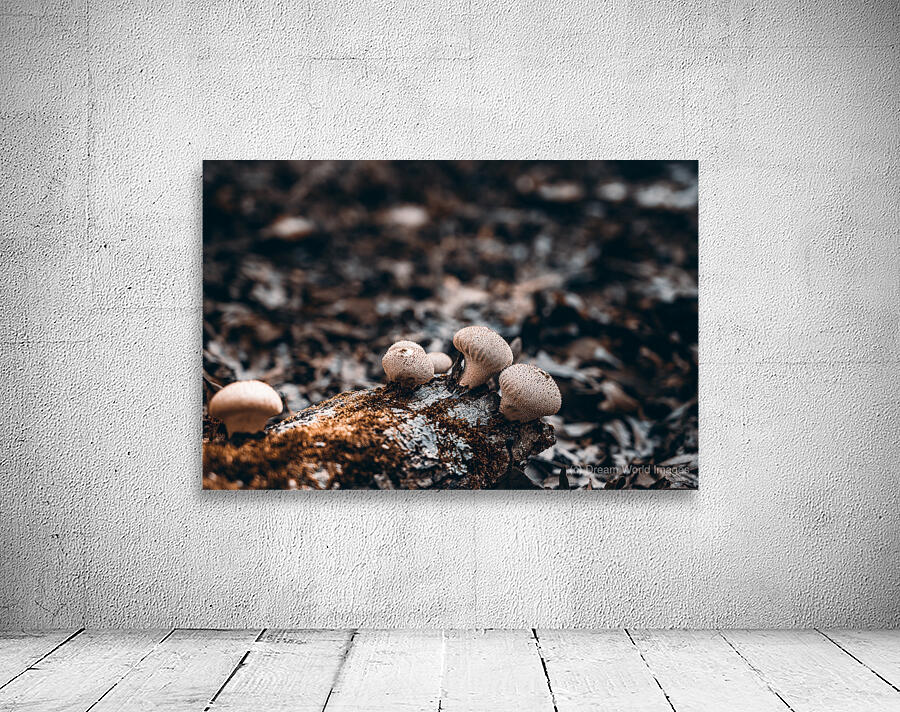 Mystical Fungi: Outer in the Tranquil Wilderness Wall Preview