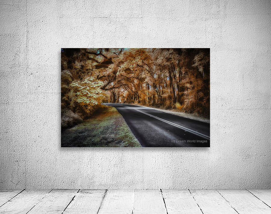 Ocala Secret: Infrared Curve by Dream World Images