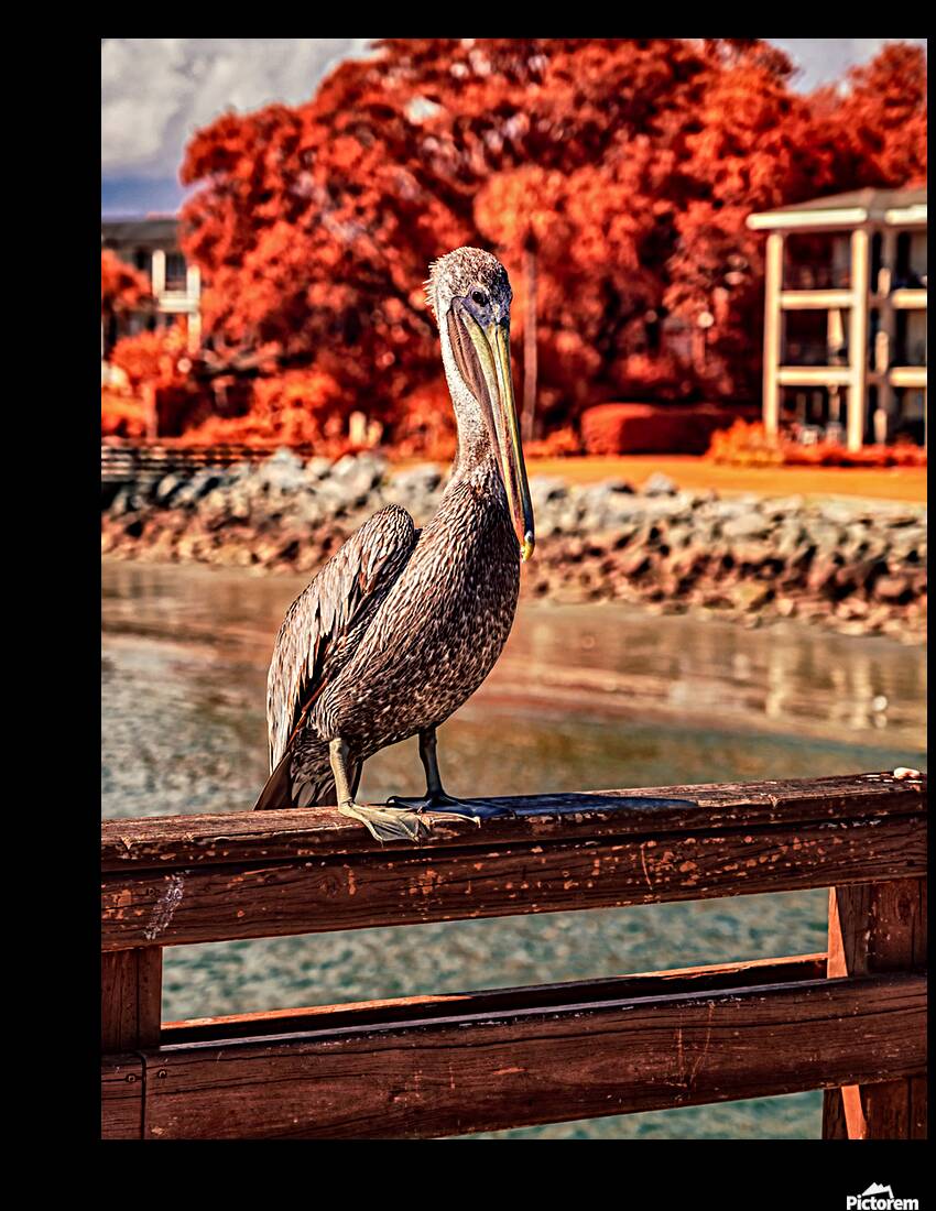 Pier Perch: A Quest for the Majestic Pelican at Saint Simons Isl Reproduction
