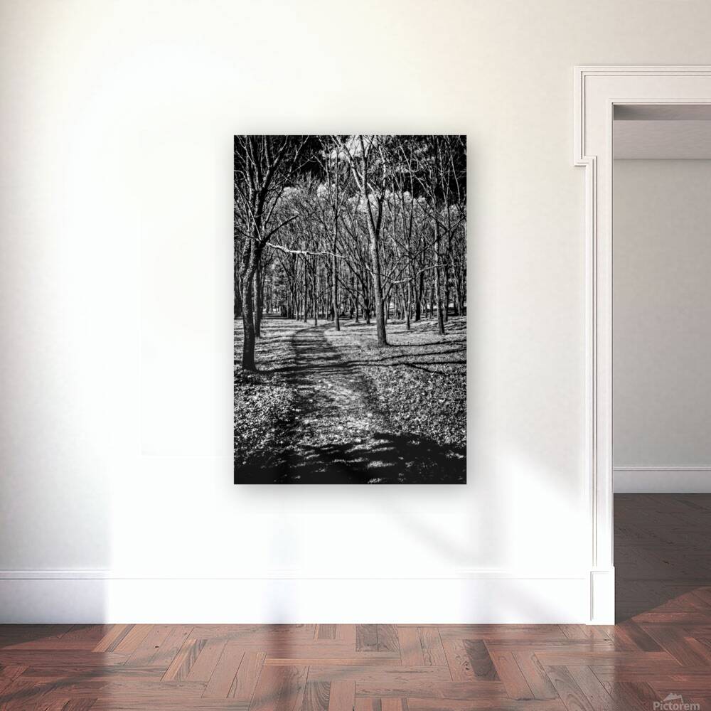 Solitary Trails: Eerie Path Near Knoxville Reproduction