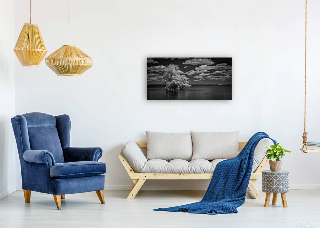 Cypress Dreams Reproduction