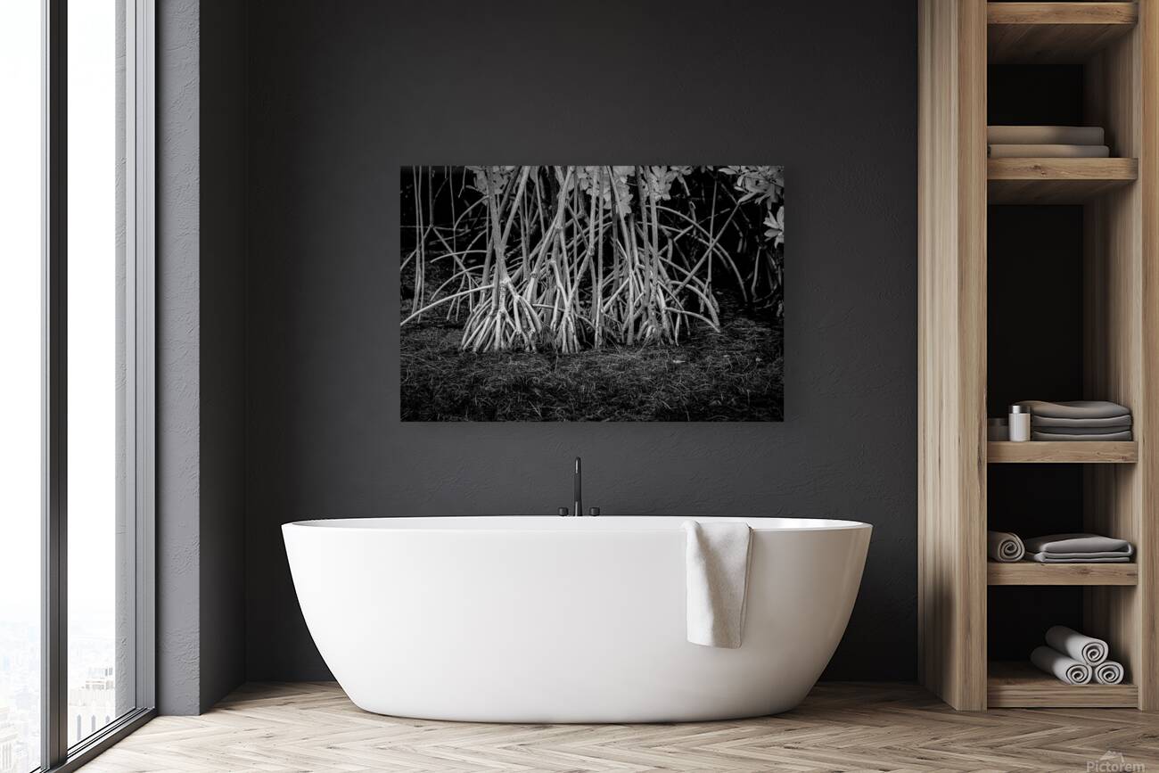 Enchanting Mangrove Tapestry: A Dance of Light and Shadows Reproduction