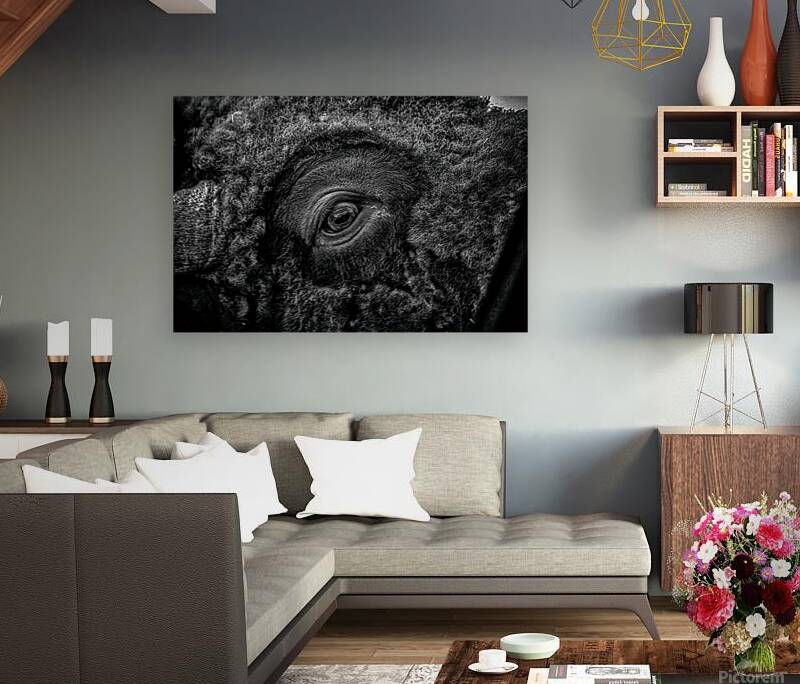 Soulful Gaze of the Bison Reproduction