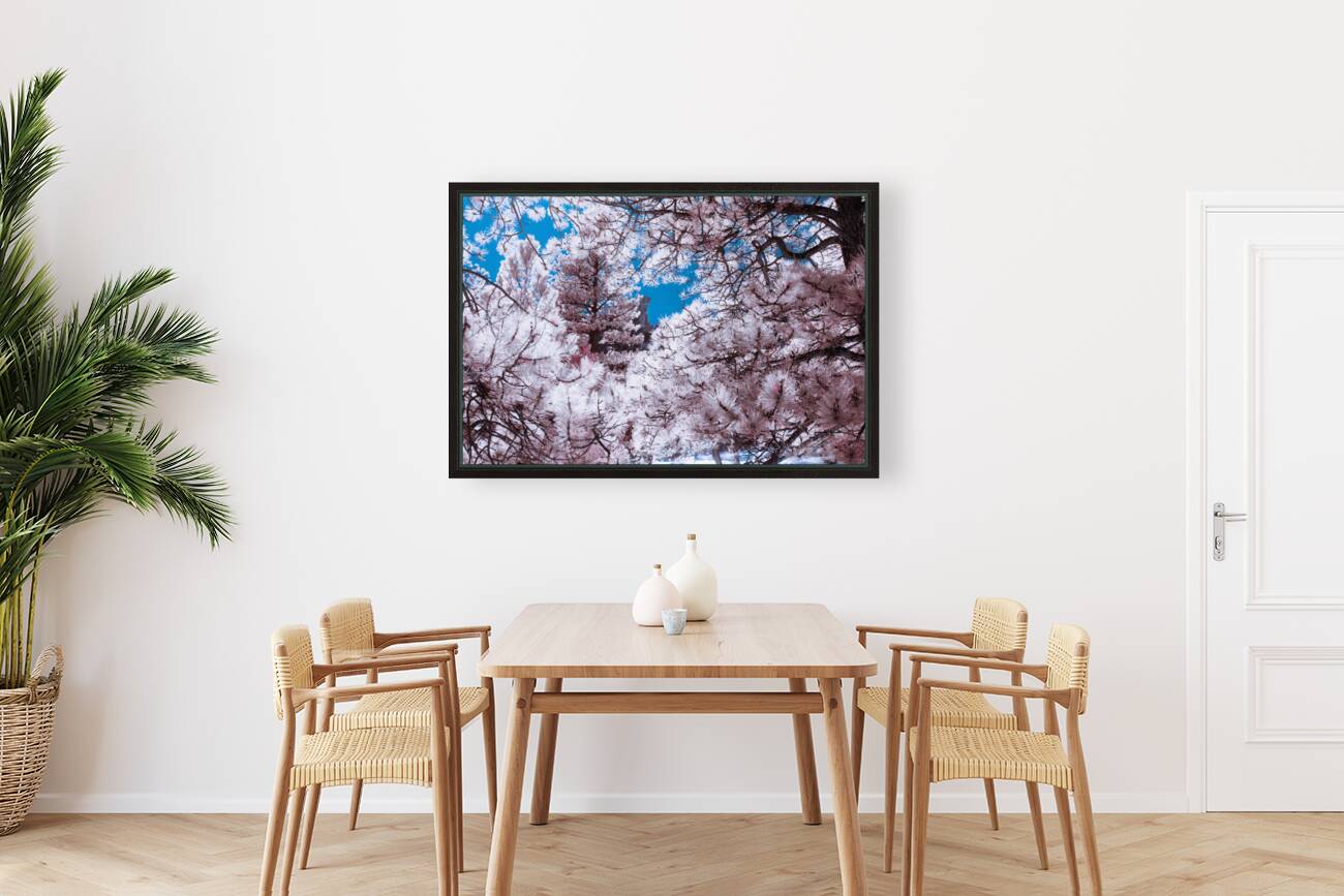 Chautauqua Chronicles: Pink Frame Reproduction