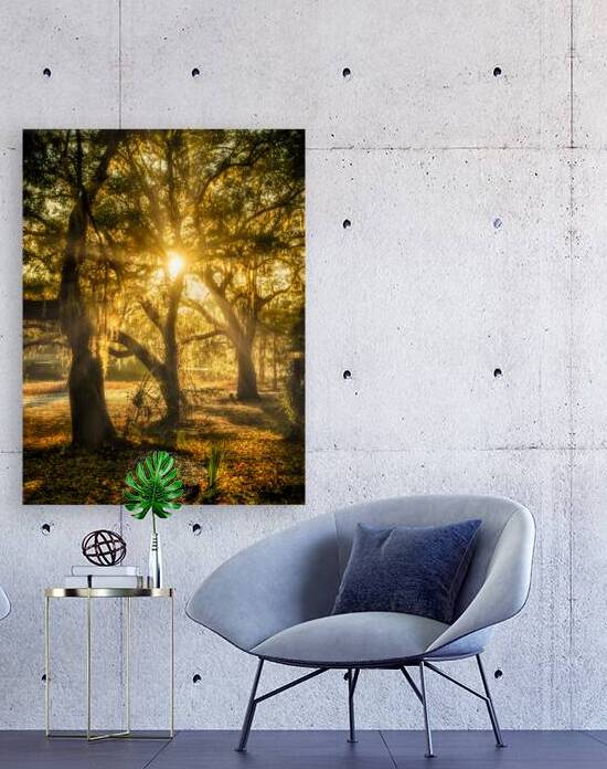 Golden Oak Light by Dream World Images